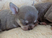 Beautiful quality BLUE/LILAC apple head chihuahuas