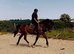 16.3 4 YO mare
