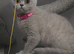 Ready now, gccf Active British Shorthair blue and lilac