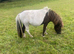 Shetland Gelding
