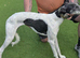 Beddy greyhound