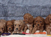 Cavapoo mix litter