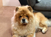 Female 4y old chow