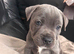 Stunning Blue Staffordshire bull terrier boy kc registered