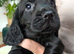 **READY NOW** Cocker Spaniel Puppies
