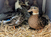 Pair of 2026 unrelated Pied Mallard Call ducks