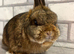 Netherland Dwarf girl