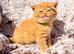 Full Pedigree Red British Shorthair Kittens