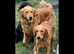 Proven golden retriever fox red KC reg stud available