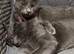 2 Beautiful girls 10 weeks old