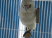 Cockatoo Glasgow