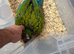 Selling baby handreared military macaw