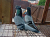 Turkish takla pair