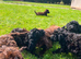 Tiny f1 cockapoo puppys