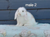 Adorable mini lop rabbits. READY NOW