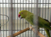 Ringneck parrot