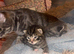 Two beautiful male tabby kittens