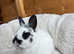 Netherland x lionhead rabbits