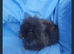 Baby rabbits