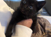 Kitten Ready