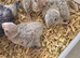 2 Baby conure HAND Rared