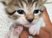 Domestic shorthair kittens