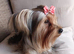 Yorkshire terrier boy