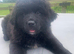 8 week old male black