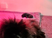 FULLY VACCINATED.   Champion bloodlines. kc registered Pomeranian puppies