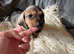 Beautiful miniature dachshund puppies