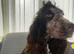 Blue roan male show spaniel