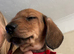 RED DAPPLE MINIATURE DACHSHUNDS