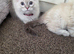 2 persain kittens boy girl