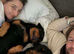 Pedigree German Rottweiler puppies
