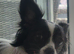 Female pomeranian cross French bulldog