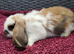 Cute French x Mini Lop Ready to Go!!!