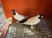 Polish Fancy Pigeons for Sale