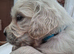 5 Golden Retriver Puppies