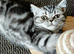 Bsh. Silver Tabby kitten.