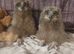 Bengle eagle owlets