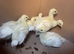 7 crollwitzer turkey chicks for sale