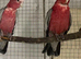 proven breeding Gallah cockatoo pair