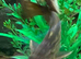 Wood catfish or stripped woods