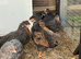 Mixed breed pullets