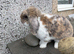 Lop male 6 months