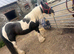 Gypsy cob