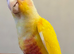 Hand Reared Lutino Conure Baby