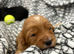 Miniature cockerpoo puppies