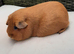 Guinea pig females