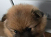 Pomeranian puppies
